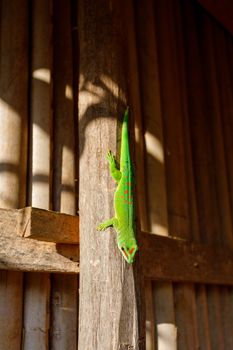 Phelsuma Day Geckos (Phelsuma madagascariensis)in people habitat. island Nosy Be, Madagascar wildlife and wilderness