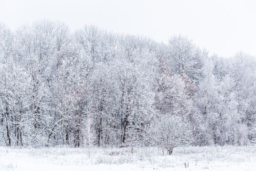 Winter snowy forest wall deadpan style background.