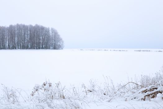 Winter snowy forest wall deadpan style background.