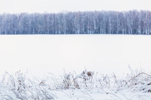 Winter snowy forest wall deadpan style background.
