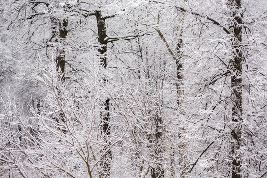 Winter snowy forest wall flat background.