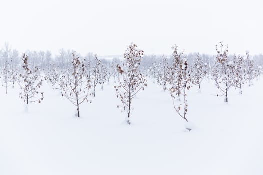 winter apple garden deadpan style with selective focus .