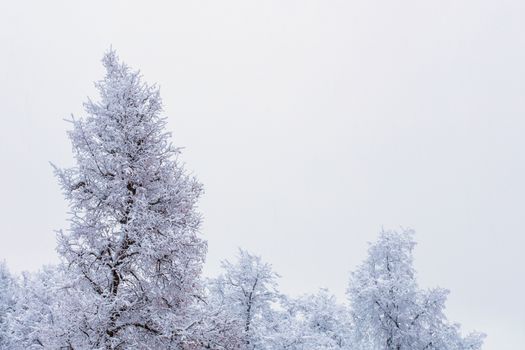 Top of frozen winter forest landscape at cloudy weather with soft light.