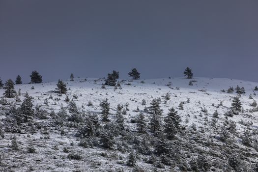 Pines in a snowy mountains landscape in the Aragonese Pyrenees. Near of Aguas Tuertas valley, Hecho and Anso, Huesca, Spain.