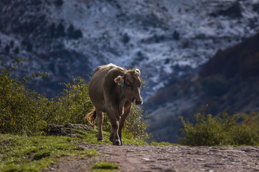 A cow walks towards the Guarrinza pastures seeking refuge from the coming cold. Aragonese Pyrenees. Near of Aguas Tuertas valley, Hecho and Anso, Huesca, Spain.