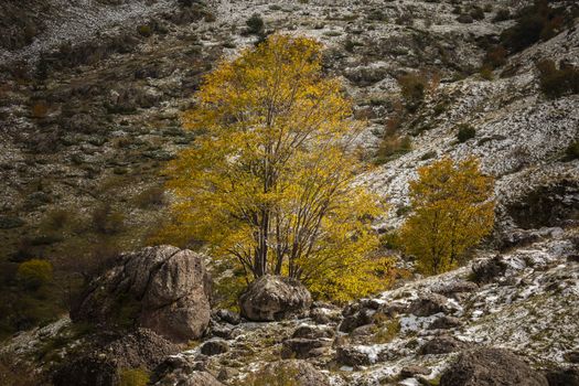 A beech with autumn almost winter colors in the Aragonese Pyrenees, near of Aguas Tuertas valley, Hecho and Anso, Huesca, Spain.