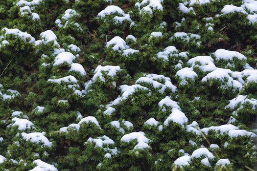 Pine needles and branches lightly covered with snow, winter in the Aragonese Pyrenees, near of Aguas Tuertas valley, Hecho and Anso, Huesca, Spain.