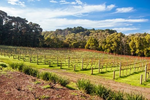 Dormant vines during winter in the Mornington Peninsula, Victoria, Australia