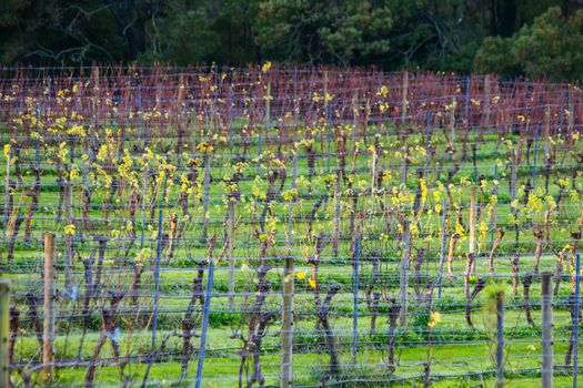 Dormant vines during winter in the Mornington Peninsula, Victoria, Australia