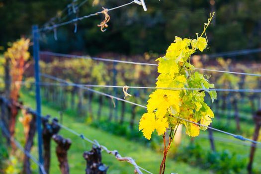 Dormant vines during winter in the Mornington Peninsula, Victoria, Australia