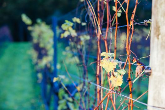 Dormant vines during winter in the Mornington Peninsula, Victoria, Australia