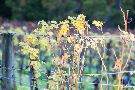 Dormant vines during winter in the Mornington Peninsula, Victoria, Australia