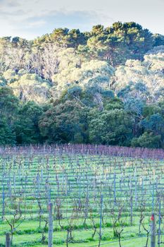 Dormant vines during winter in the Mornington Peninsula, Victoria, Australia