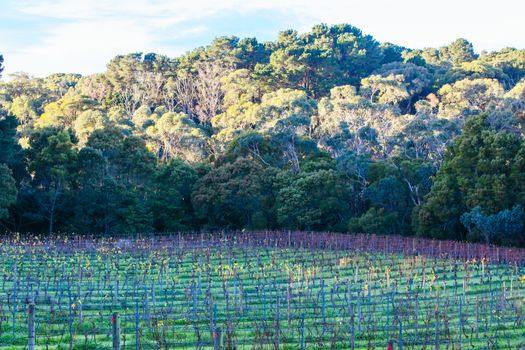 Dormant vines during winter in the Mornington Peninsula, Victoria, Australia