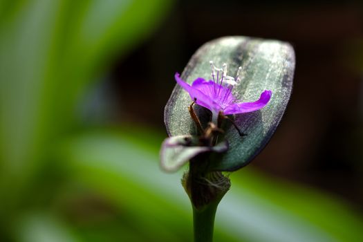 Close-up photo of a pink tropical flower, detailed photo of a flower and leaf