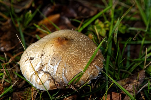 Fall mushroom found in a forest, detailed mushroom photo