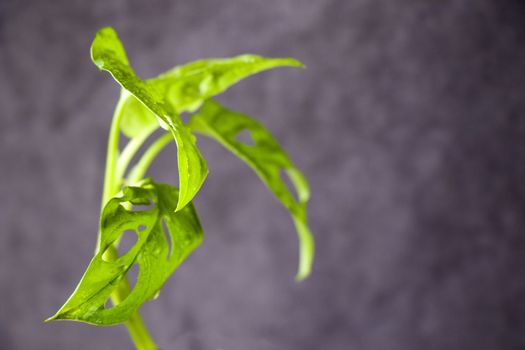 Monstera Adansoni leaves background, urban and house plants, green color