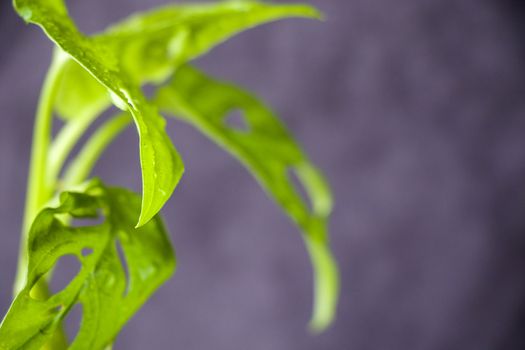 Monstera Adansoni leaves background, urban and house plants, green color