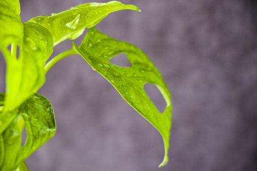 Monstera Adansoni leaves background, urban and house plants, green color