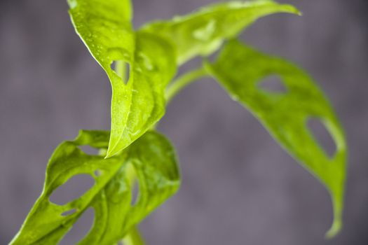 Monstera Adansoni leaves background, urban and house plants, green color