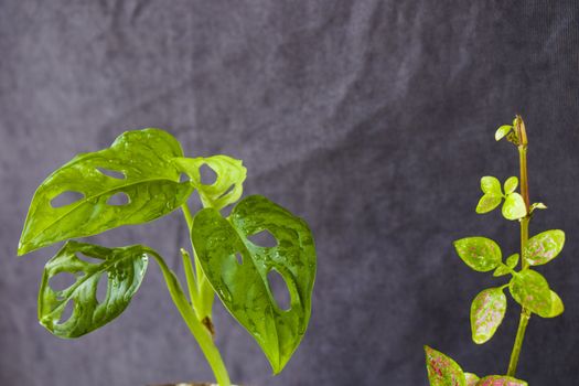 Monstera Adansoni leaves background, urban and house plants, green color