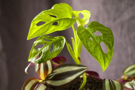 Monstera Adansoni and Tradescantia leaves background, urban and house plants, green color