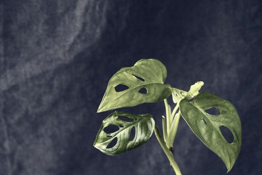 Monstera Adansoni leaves background, urban and house plants, green color