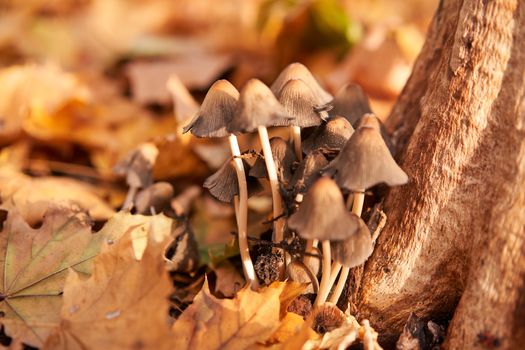 Poisonous mushrooms group grow in autumn leaves near the tree. toadstool grebe fungus fairy-mushroom background.