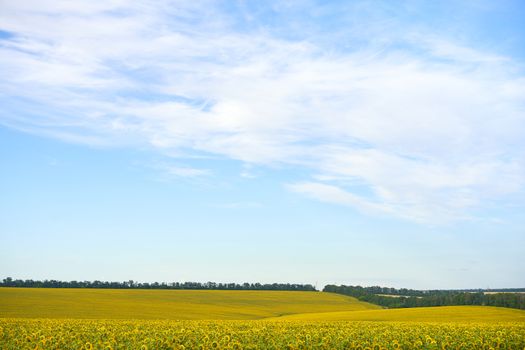 Sunflower agricultural field cloudy sky background Harvest season Summer