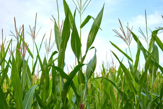 Corn agricultural field close up Summer harves season Summer vegetables growing