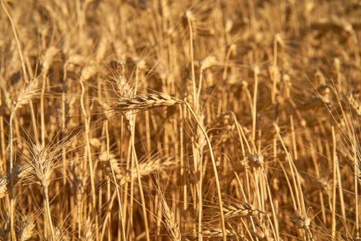 Wheat agricultural field Summer season harvesting