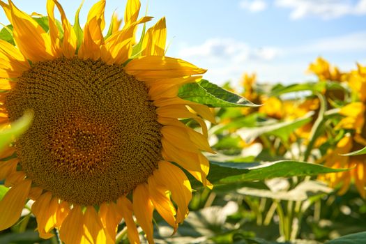 Sunflower agricultural field cloudy sky background Harvest season Summer