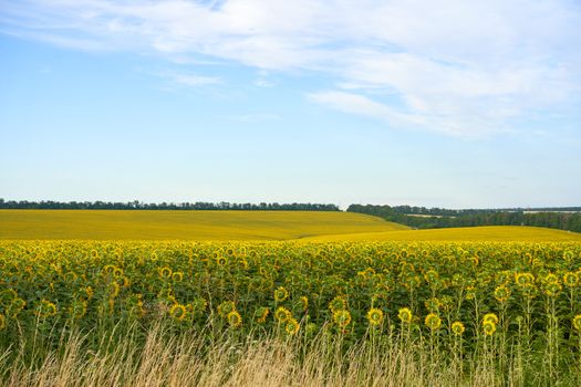 Sunflower agricultural field cloudy sky background Harvest season Summer