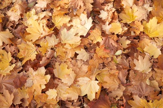 Maple autumn dry leaves background Lies on the ground Seasonal abstract theme