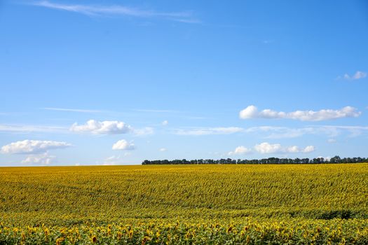 Sunflower agricultural field cloudy sky background Harvest season Summer