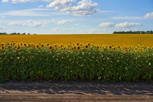 Sunflower agricultural field cloudy sky background Harvest season Summer