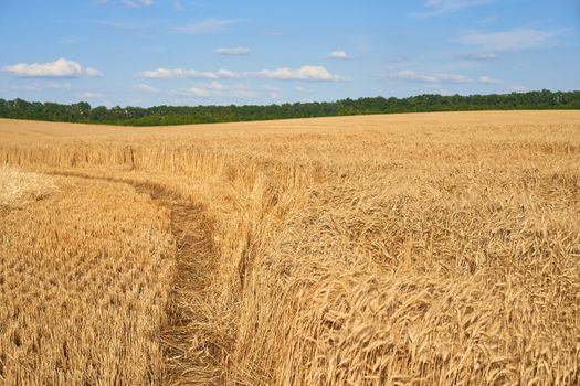 Wheat agricultural field with blue cloudy background Summer season harvesting
