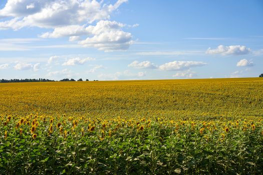 Sunflower agricultural field cloudy sky background Harvest season Summer