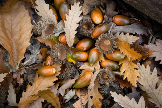 Autumnal close up of ripe acorns and oak leaves on the woodland ground of Wimbledon Common, London, UK