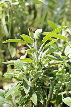 Beautiful common sage leaves with a small sage bud , the leaves are covered with fine hairs , it a sunny day in a garden