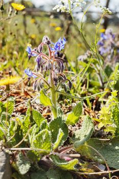 Beautiful plant of borage in the countryside , blue flowers , green hairy stem with red dots, in the foreground green leaves ,it’s springtime