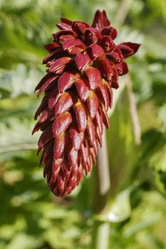 Red  spike of melianthus major -giant honey flower -plant ,it’s a small tubolar in narrow racemes