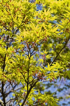 Japanese  maple -acer palmatum - tree  , beautiful green leaves with red flowers  ,leaves with seven lobes and  pointed lobes