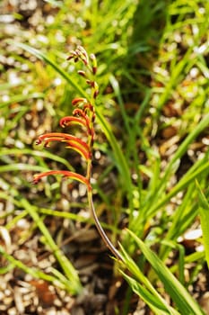 Beautiful chasmanthe bicolor flower -Africal flag -,the upper tepals of the flowers are orange , the bottom tepals are  green with yellow tube