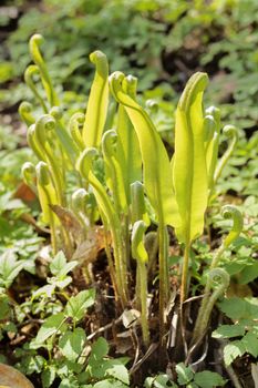 Beautiful small leaves of asplenium fern -phyllitis scolopendrium - , unusual curled shape on top of the leaves ,the background is out of focus green 