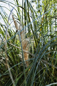 A panicle of silky spikelets of chinese silver grass or eulalia japonica or miscanthus sinensis between green leaves