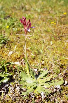  Beautiful purple orchid flower in a sunny meadow, the flower is also called  anacamptis papilionacea , small yellow flowers i the grass field  ,out of focus background