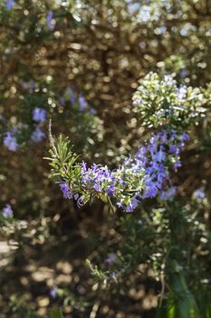 Beautiful rosemary plant , green needle like leaves and purple -white flowers in a vegetable garden