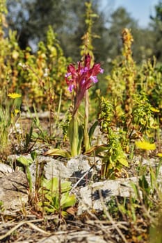  Field in a sunny day, beautiful purple orchid flowers  -anacamptis papilionacea - and small yellow flowers ,out of focus background