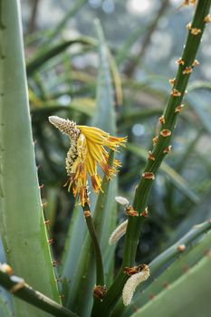 Bright yellow  aloe flower on a long stem ,the flower is withered ,long green leaves with red thorns ,vertical composition